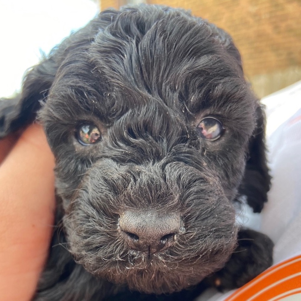 Meet your Posher, Beau